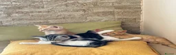 Europeo gatti in regalo: 4 cuccioline cercano casa  - Annuncio 3