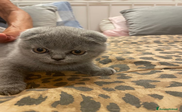 Scottish gatti a Provincia di Padova - Annuncio 3