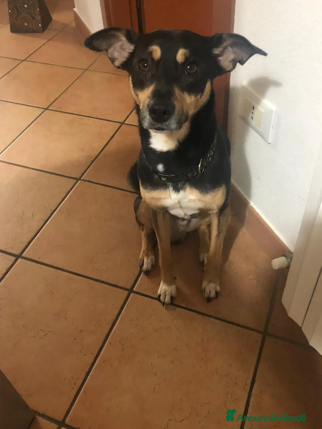 Meticcio cani in regalo: BLACK CERCA CASA 🖤 – 7 anni, dolcissimo a Provincia di Verona - Annuncio 1