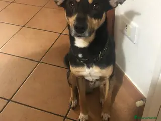 Meticcio cani BLACK CERCA CASA 🖤 – 7 anni, dolcissimo - Annuncio 1