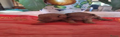 Barboncino Toy 2