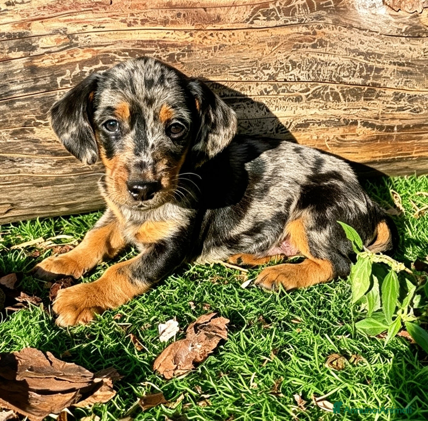 Bassotto cani Bassotto maschio  - Annuncio 4