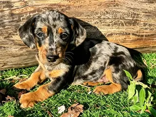 Bassotto cani Bassotto maschio - Annuncio 4