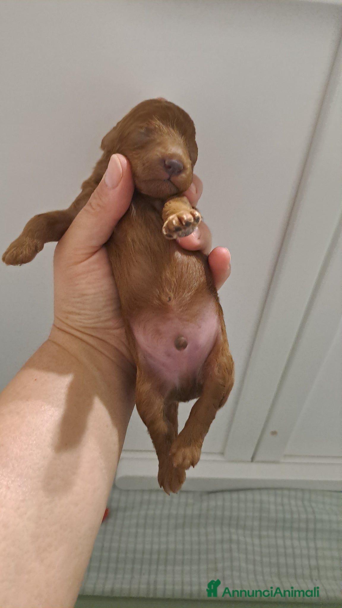 Barboncino cani in vendita: Barboncini  a Provincia di Pisa - Annuncio 8