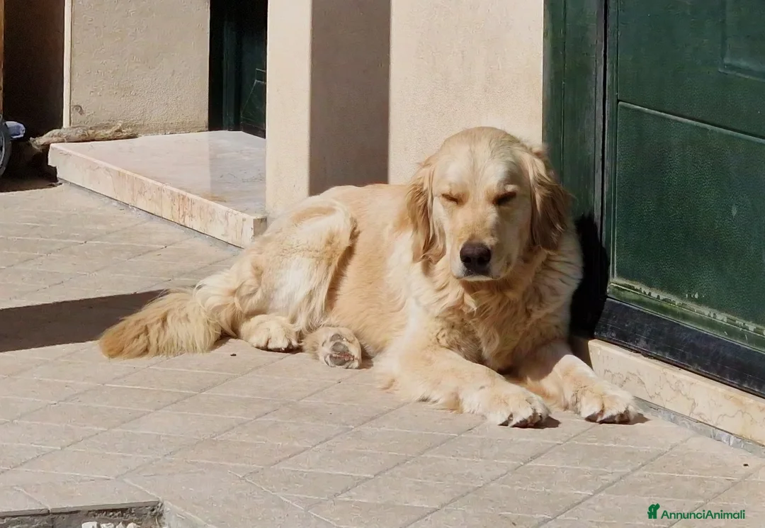 Golden Retriever cani in vendita: FEMMINE DI GOLDEN RETRIEVER a Provincia di Padova - Annuncio 4
