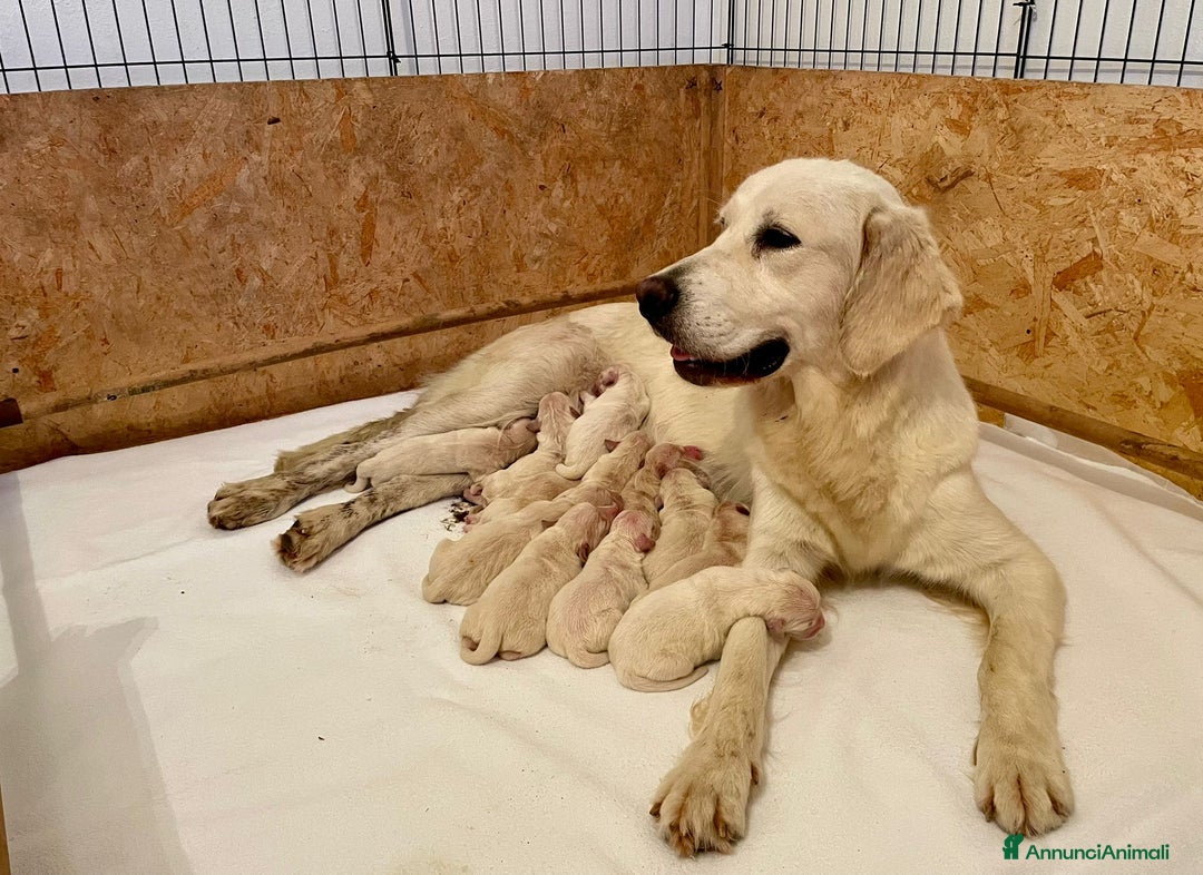 Golden Retriever cani in vendita: GOLDEN RETRIEVER  - Annuncio 1
