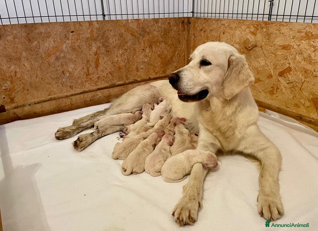 Golden Retriever cani - Annuncio 3