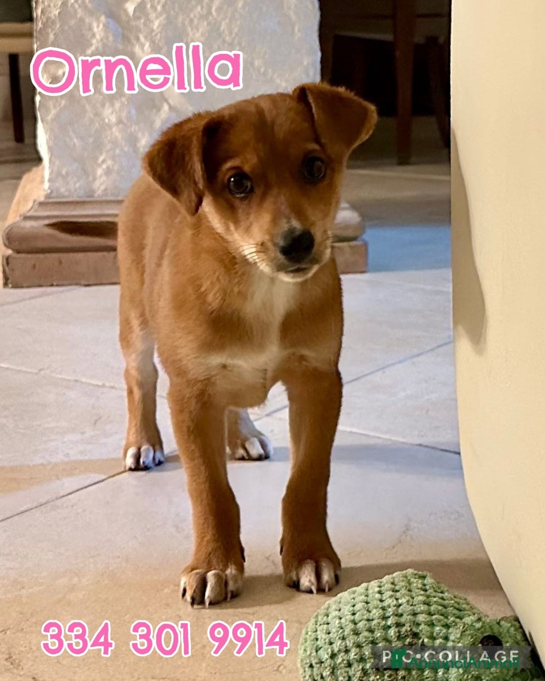 Meticcio cani in regalo: ORNELLA 🩷 -cucciola, dolcezza fatta a cagnolina😍 - Annuncio 2