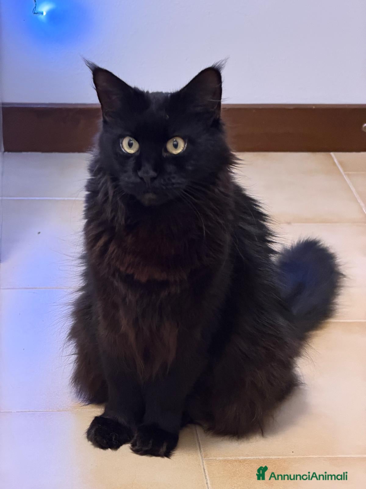 Maine Coon gatti Cuccioli maine coon MCO pedigree 01 aprile 26 - Annuncio 8