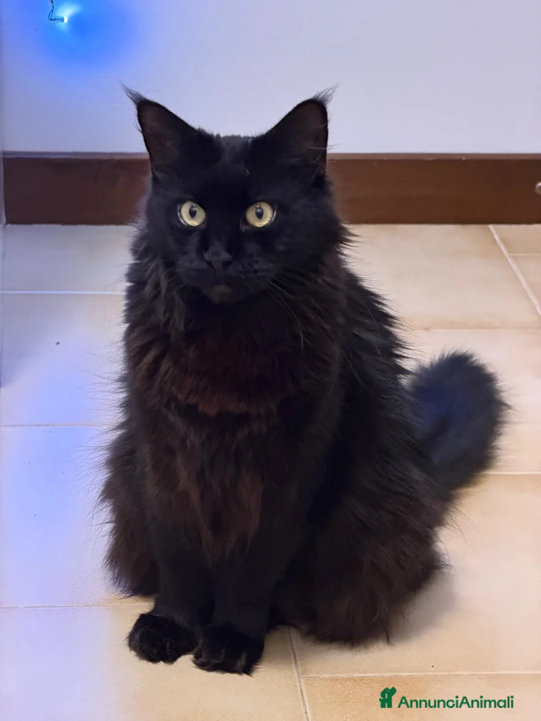 Maine Coon gatti in vendita: Cuccioli maine coon MCO pedigree 01 aprile 26 - Annuncio 1