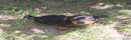 Meticcio cani in regalo: MIKY 💙 il mondo è tutto da scoprire  a Provincia di Rovigo - Annuncio 4