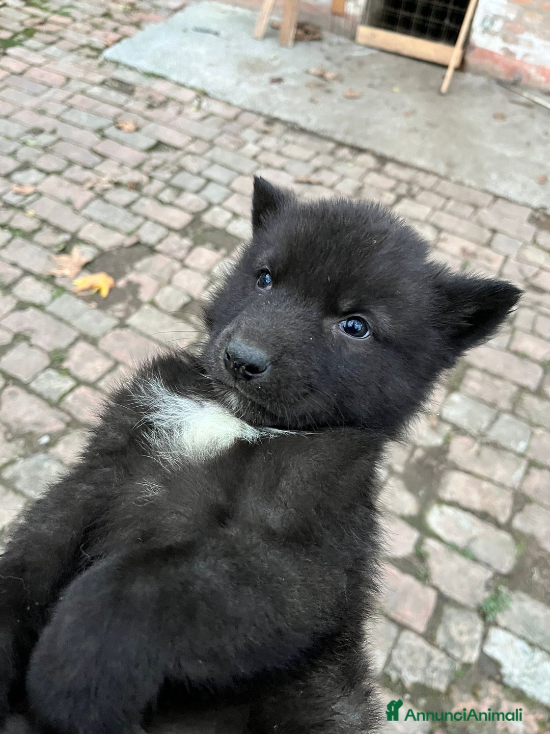 Lupo Cecoslovacco cani in vendita: Splendidi cuccioli di American Wolf  - Annuncio 2