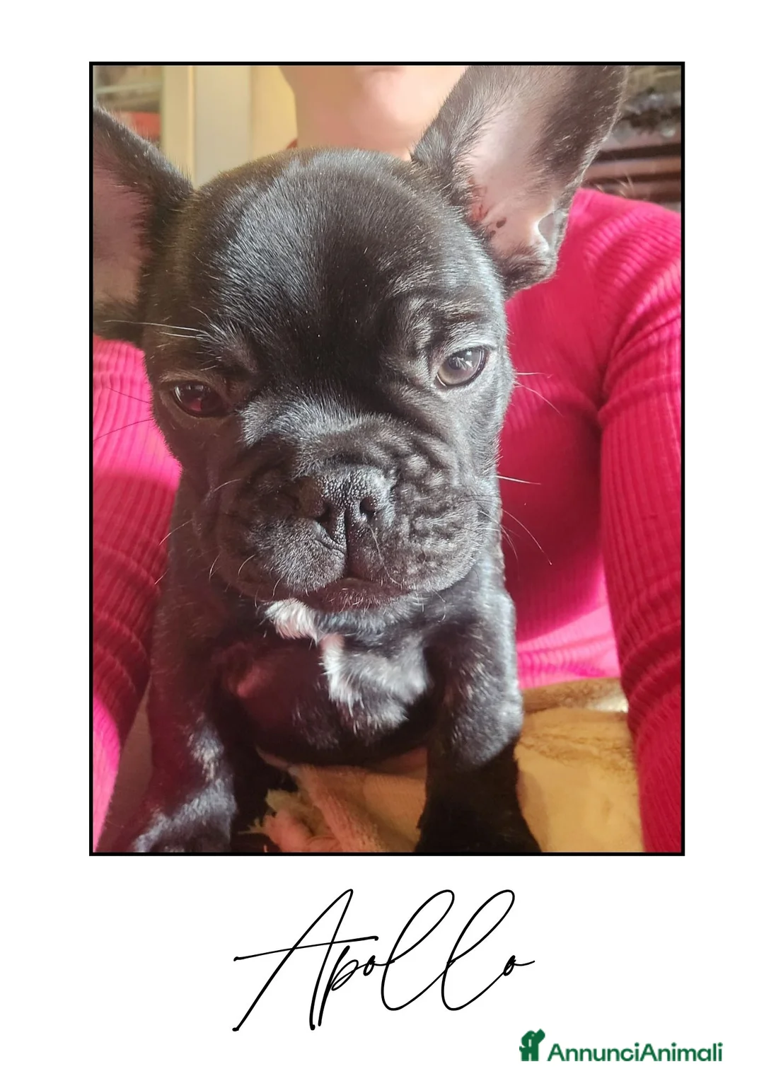 Bulldog Francese cani in vendita: Disponibili cuccioli di Bulldog Francese - Annuncio 5