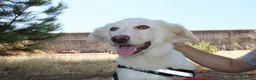 Meticcio cani in regalo: EROS 💙 pronto a diventare il tuo migliore amico! a Provincia di Rimini - Annuncio 5