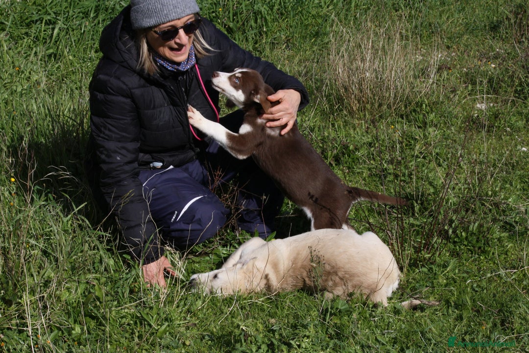 Meticcio cani in regalo: Meravigliosa Alice 3 mesi e mezzo in adozione  - Annuncio 2