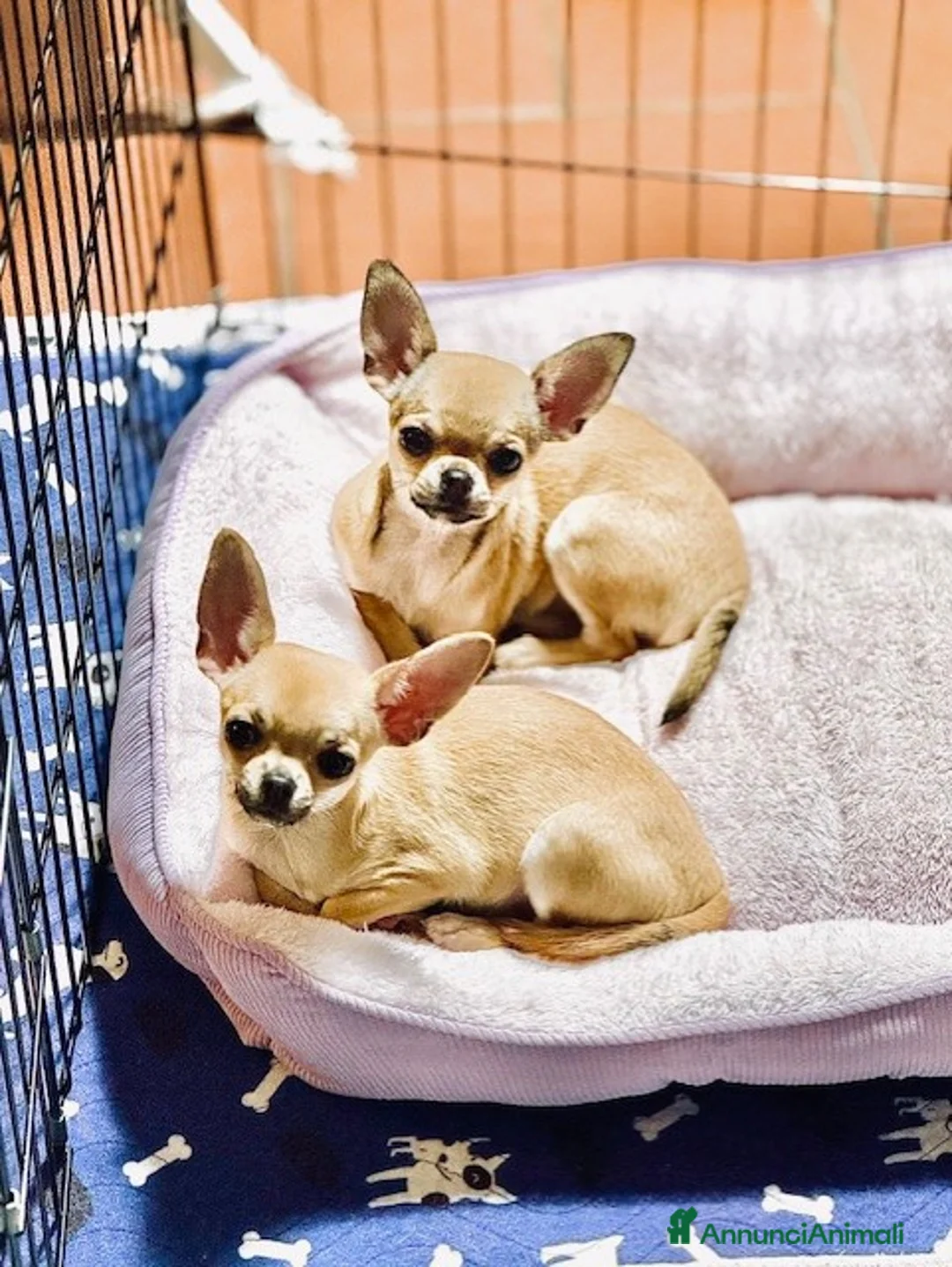 Chihuahua cani in vendita: Chihuahua femmina pelo corto - Annuncio 3