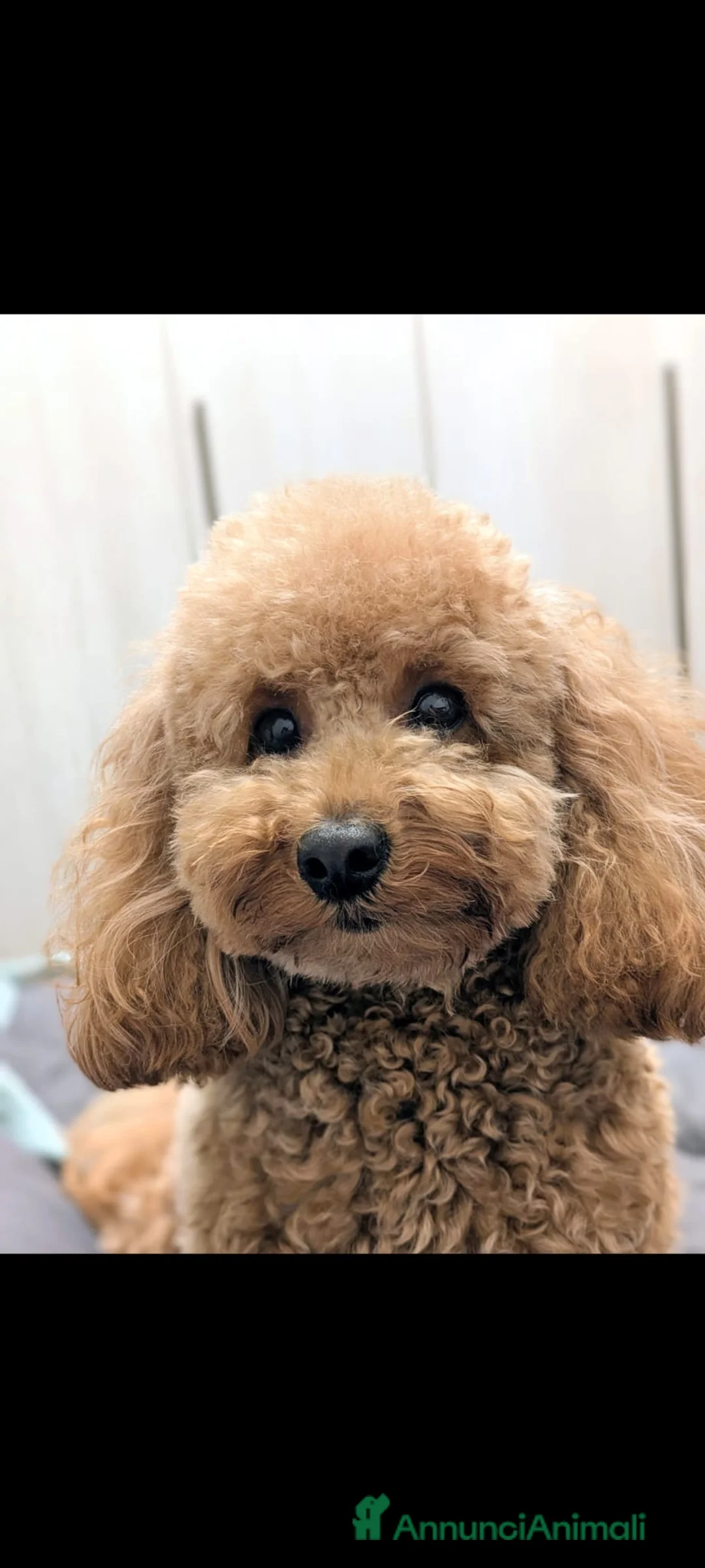 Barboncino cani in vendita: Cuccioli di Barboncino Nano - Annuncio 6