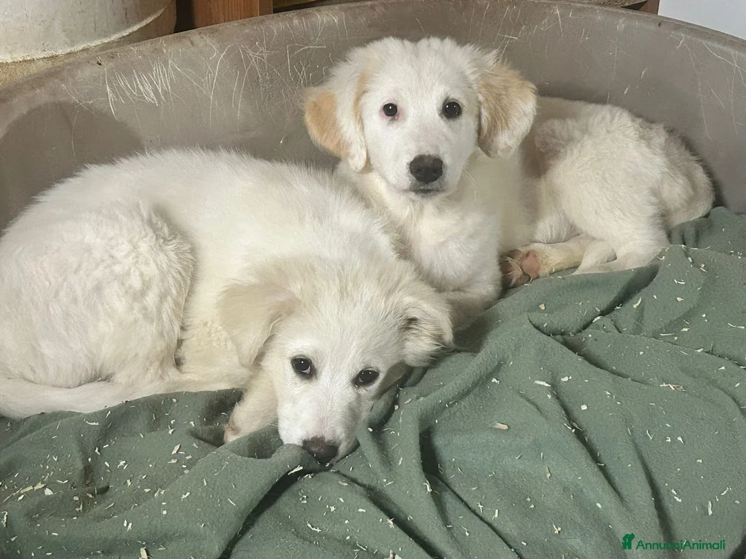 Meticcio cani in regalo: 3mesi mix Maremmani saliti a MODENA - Annuncio 8