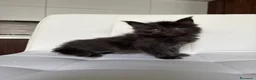 Maine Coon gatti in vendita: Maine Coon  a Provincia di Ascoli Piceno - Annuncio 5