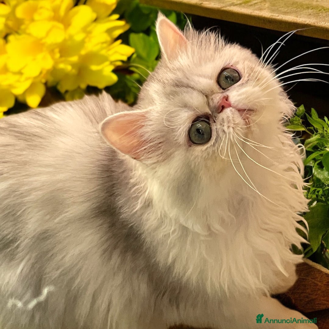 Persiano gatti in vendita: gatta persiana golden shaded di alta genealogia a Città Metropolitana di Bologna - Immagine 19
