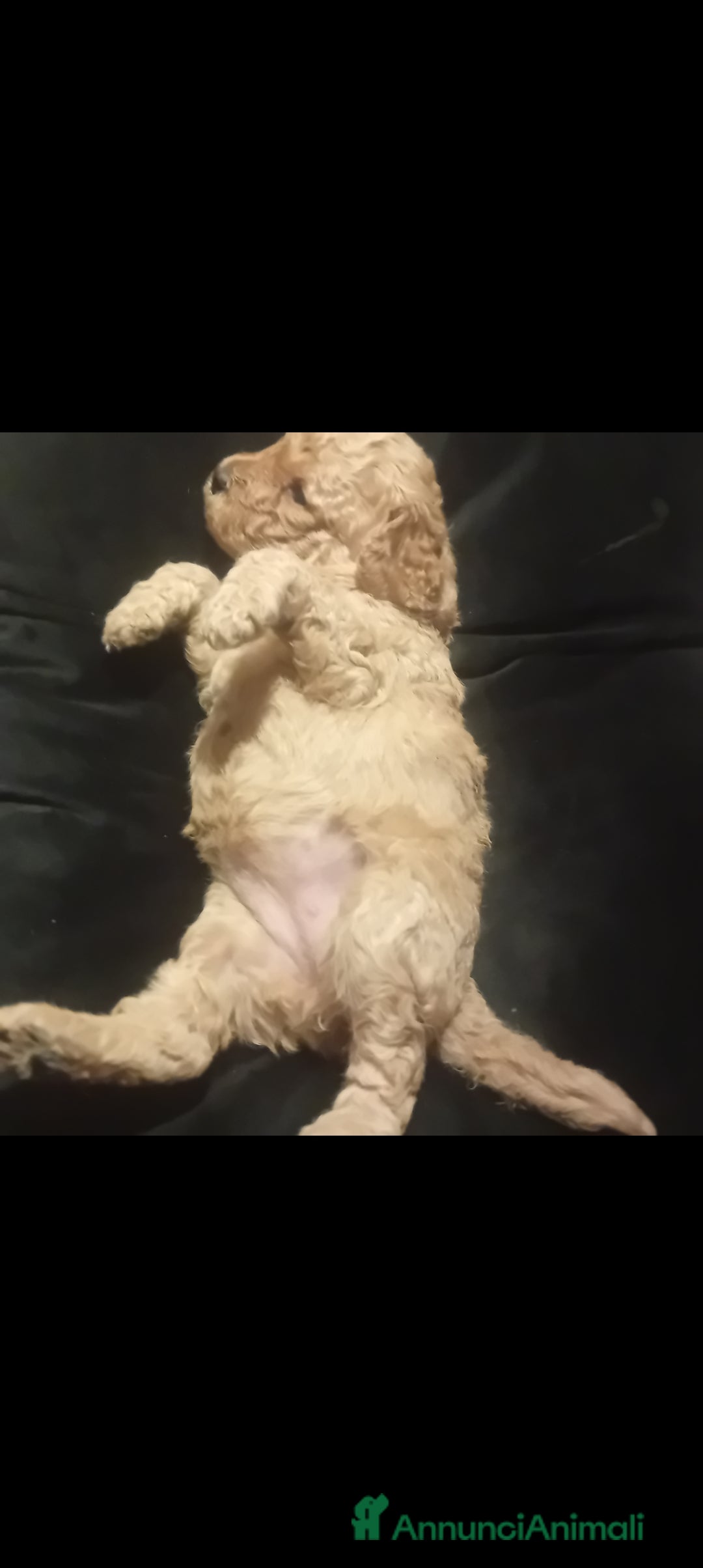 Barboncino Toy cani Barboncino toy - Annuncio 25