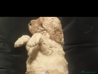 Barboncino Toy cani Barboncino toy - Annuncio 2