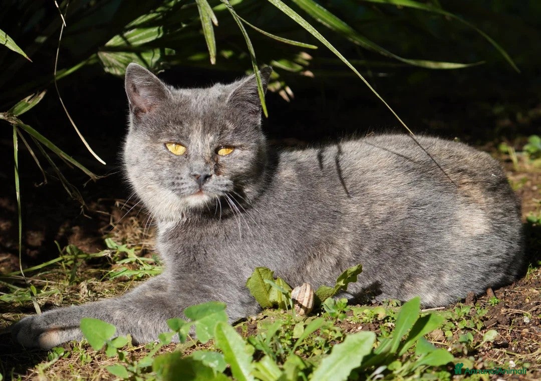 Meticcio gatti in regalo: Scheggia, gattina meravigliosa - Annuncio 5
