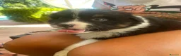 Australian Shepherd cani in vendita: Cuccioli Pastore australiano - Annuncio 12