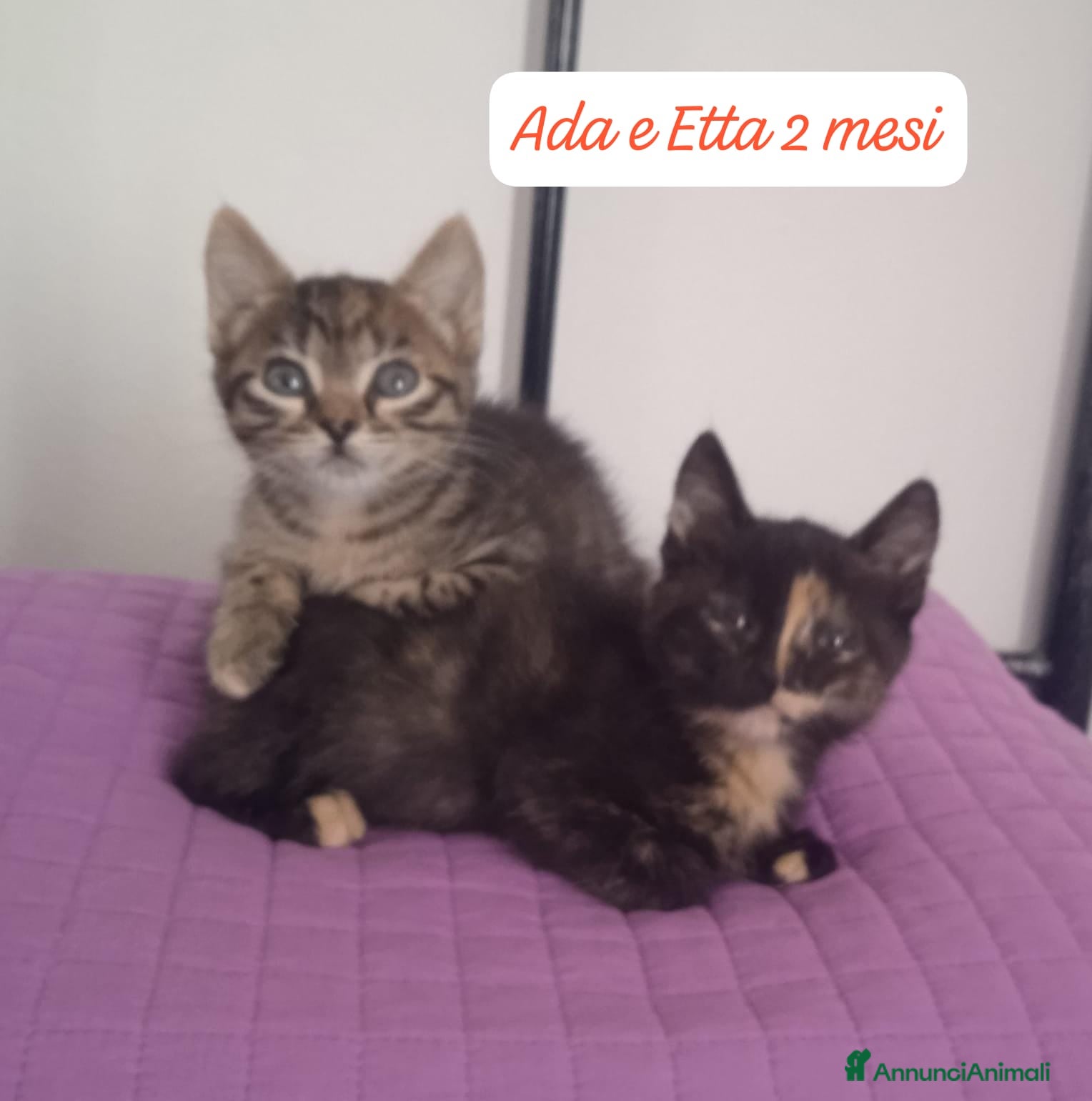 Europeo gatti Gattini destinati alla colonia  - Annuncio 6