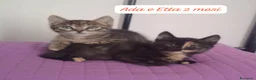 Europeo gatti in regalo: Gattini destinati alla colonia  a Provincia di Ferrara - Annuncio 1