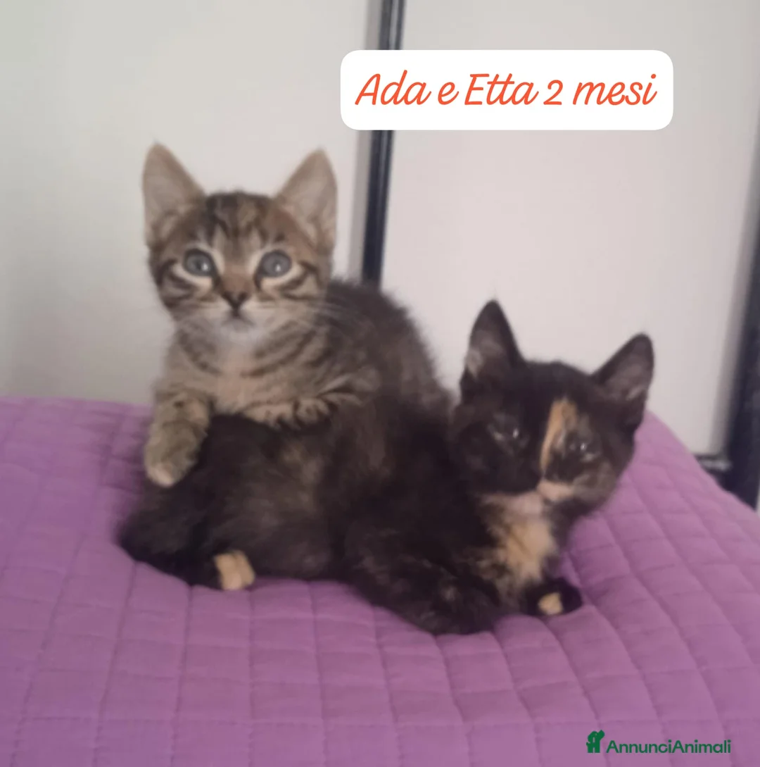 Europeo gatti in regalo: Gattini destinati alla colonia  a Provincia di Ferrara - Annuncio 1