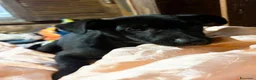 Meticcio cani in regalo: Kiwi e Pic cuccioli 4 mesi cercano casa tg piccola - Annuncio 5