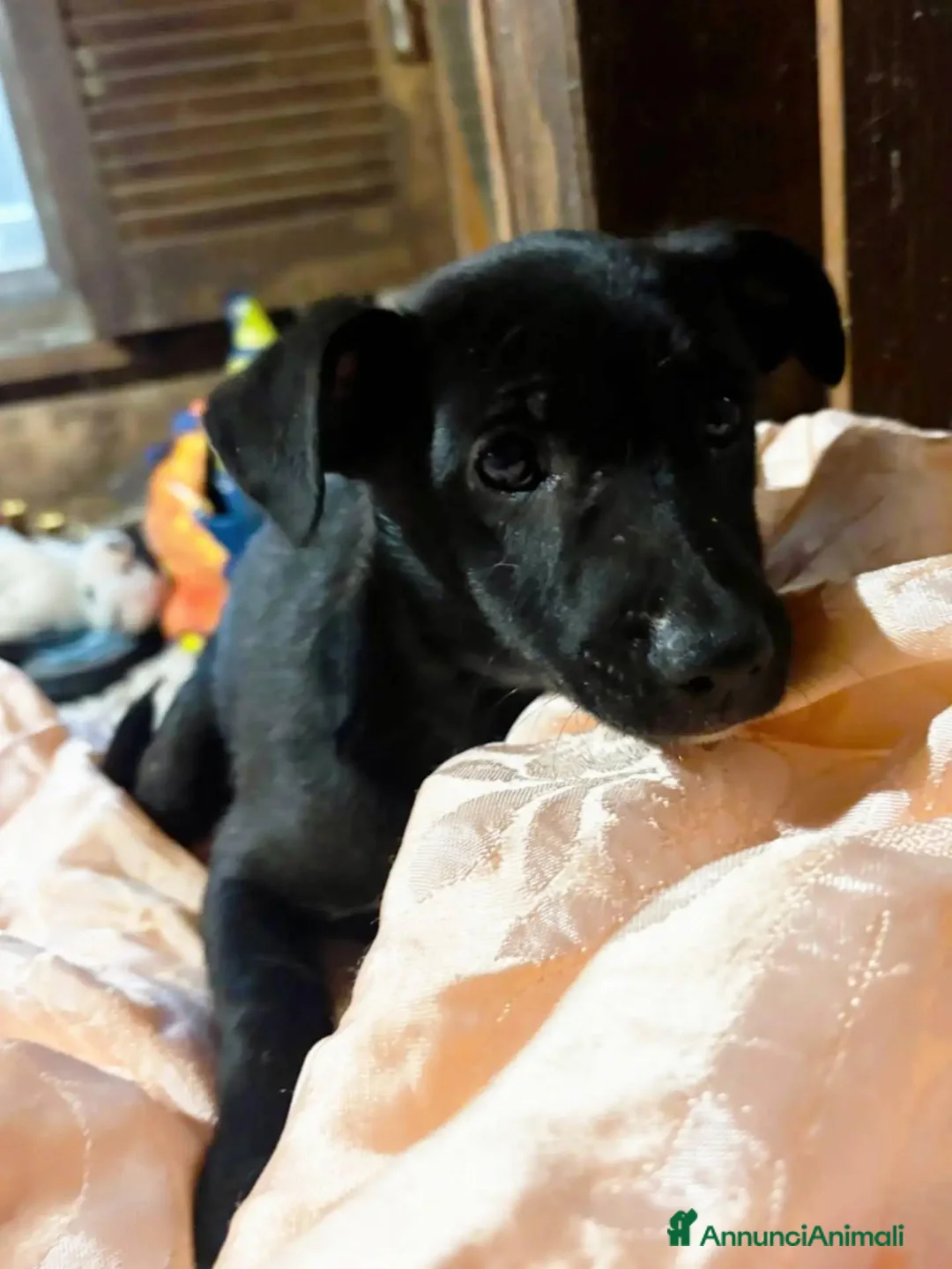 Meticcio cani in regalo: Kiwi e Pic cuccioli 4 mesi cercano casa tg piccola - Annuncio 5