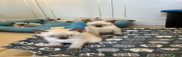 Siamese gatti in vendita: Cuccioli siamesi thai - Annuncio 3