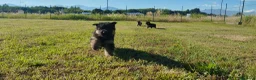 Pastore Tedesco cani in vendita: Pastore tedesco  - Annuncio 4