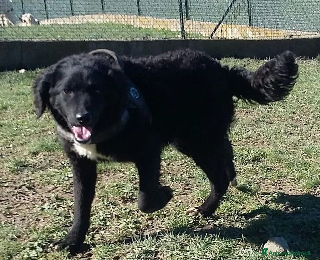 Meticcio cani in regalo: RICCIOLINO mite e tranquillo a Città Metropolitana di Torino - Annuncio 2