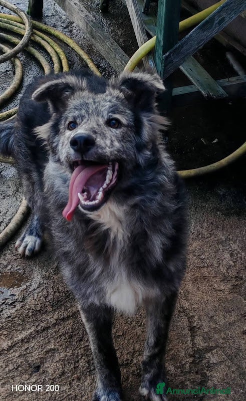 Meticcio cani 10 MESI 15 CHILI, DOLCE E MORBIDO GREY - Annuncio 1