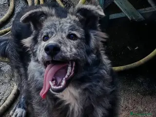 Meticcio cani in regalo: 10 MESI 15 CHILI, DOLCE E MORBIDO GREY - Annuncio 3