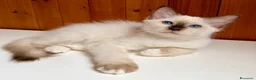 Sacro di Birmania gatti in vendita: Cuccioli di gatto sacro di Birmania  - Annuncio 3