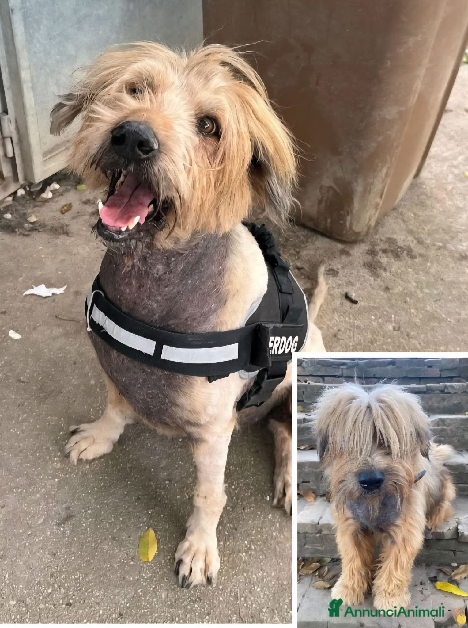 Meticcio cani ADZ.DEL💔:abbandonato da 10 anni! Buonissimo! - Annuncio 2