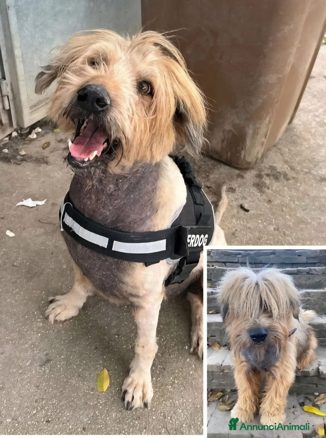Meticcio cani in regalo: ADZ.DEL💔:abbandonato da 10 anni! Buonissimo! - Annuncio 1