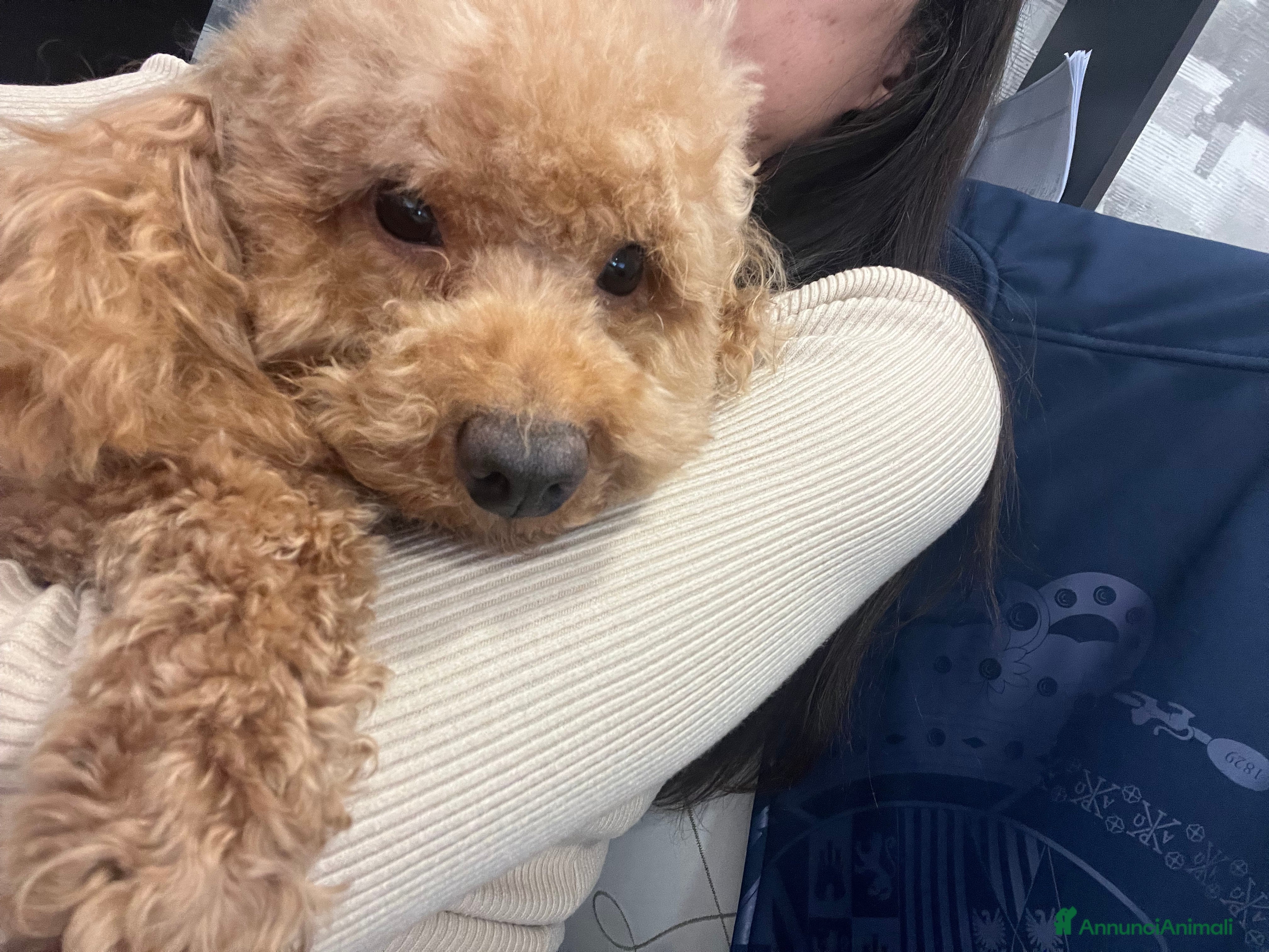 Barboncino Toy cani Barboncino nano  - Annuncio 1