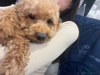 Barboncino Toy cani Barboncino nano - Annuncio 14