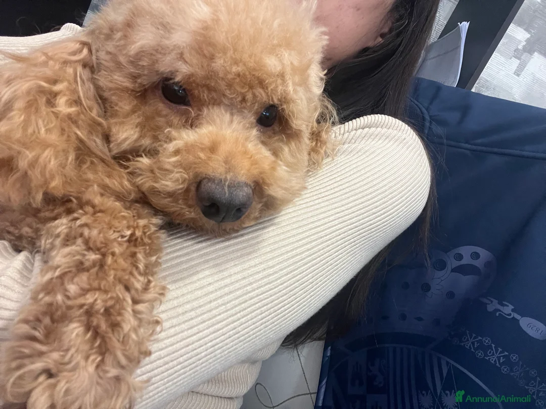 Barboncino Toy cani in vendita: Barboncino nano  - Annuncio 1