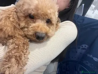 Barboncino Toy cani Barboncino nano - Annuncio 8