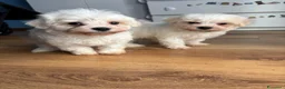 Maltese cani in vendita: Cucciolo maltese  - Annuncio 2