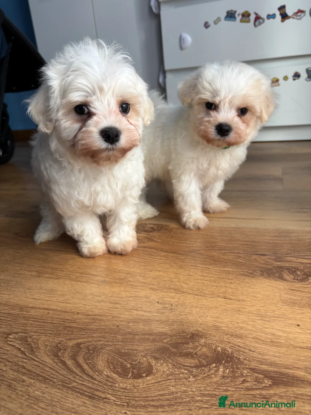 Maltese cani in vendita: Cucciolo maltese  - Annuncio 2