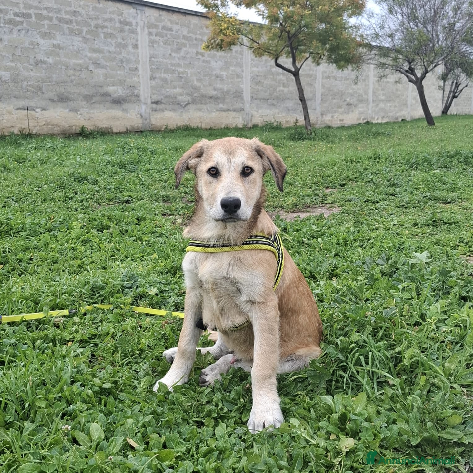 Meticcio cani Etna Cerca Famiglia. Info Monica 3890238584 - Annuncio 5