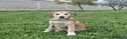 Meticcio cani in regalo: Etna Cerca Famiglia. Info Monica 3890238584 a Provincia di Piacenza - Annuncio 1