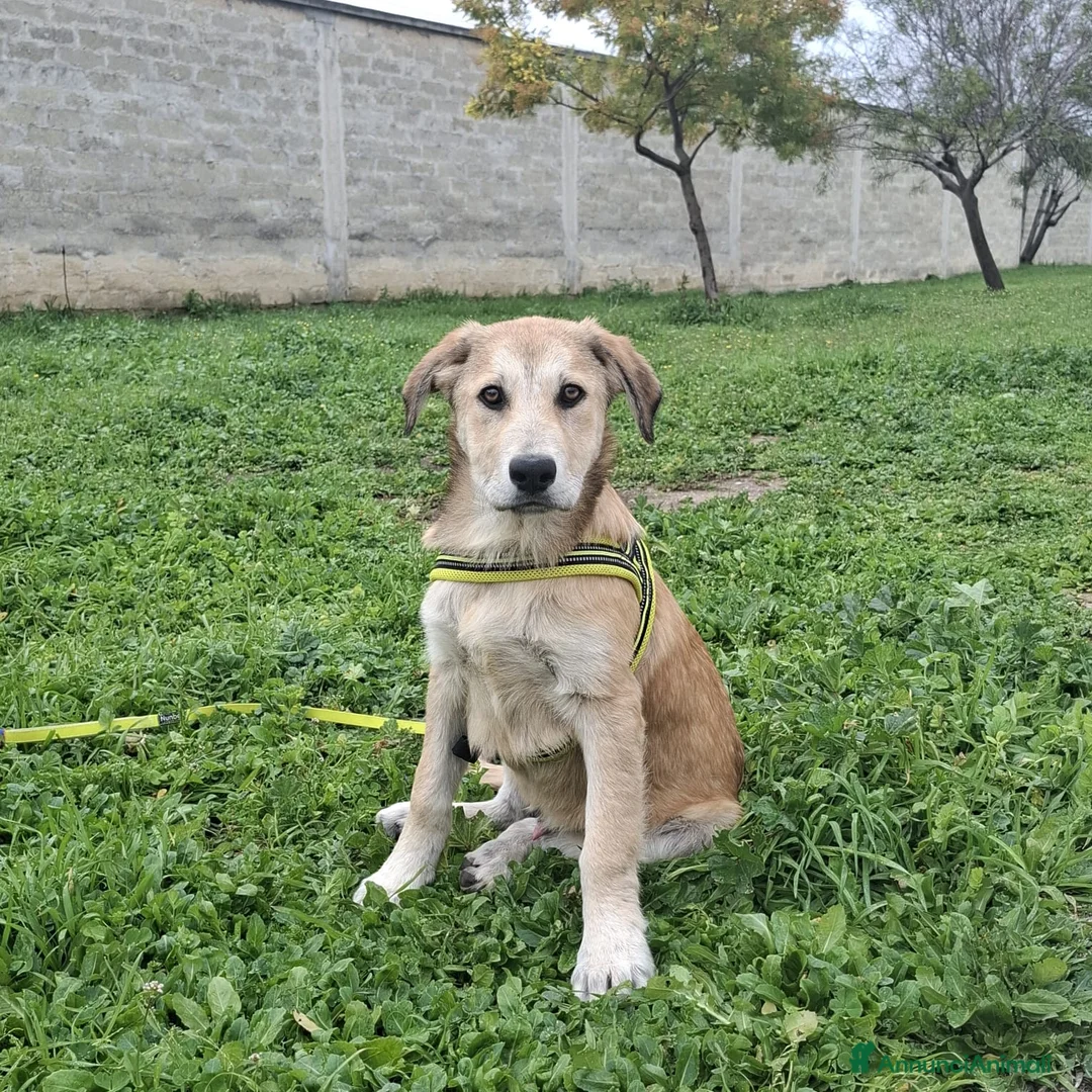 Meticcio cani in regalo: Etna Cerca Famiglia. Info Monica 3890238584 a Provincia di Piacenza - Annuncio 1